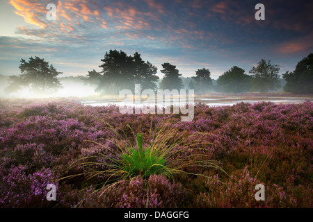 Gemeinsamen Heather, Ling, Heidekraut (Calluna Vulgaris), blühende Heide im Teut Nature Reserve in den Morgen, Belgien, Hoge Kempen Nationalpark Stockfoto