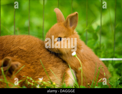 New Zealand rotes Kaninchen (Oryctolagus Cuniculus F. Domestica), junge New Zealand rote Kaninchen mit seiner Mutter auf einer Wiese Stockfoto