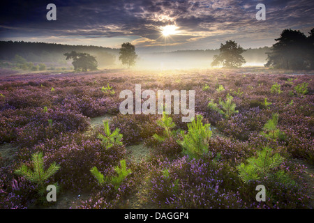 Scotch, Kiefer, Föhre (Pinus Sylvestris), jungen Kiefern in blühender Heide im Naturschutzgebiet de Teut in der Morgen, Belgien, Limburg, Nationalpark Hoge Kempen Stockfoto