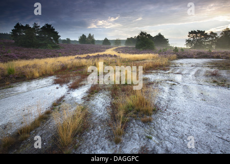 de-Teut Naturschutzgebiet, Belgien, Limburg, Nationalpark Hoge Kempen Stockfoto