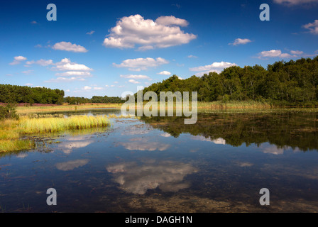 See von de Teut Naturschutzgebiet, Belgien, Nationalpark Hoge Kempen, Limburg Stockfoto