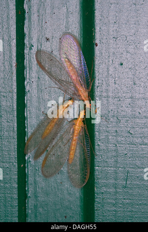 gemeinsamen grünen Florfliege (Chrysoperla Carnea, Chrysopa Carnea, Anisochrysa Carnea), Überwinterung in einem Haus, Deutschland Stockfoto