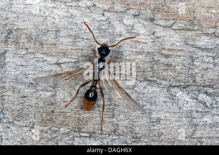 Myrmicine Ameise, Europäische Feuerameise, gemeinsame rote Ameise (Myrmica spec.), geflügelte männlich, Deutschland Stockfoto