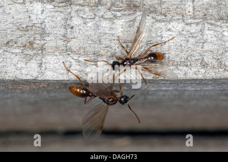 Myrmicine Ameise, Europäische Feuerameise, gemeinsame rote Ameise (Myrmica spec.), geflügelte männlich, Deutschland Stockfoto