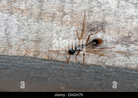 Myrmicine Ameise, Europäische Feuerameise, gemeinsame rote Ameise (Myrmica spec.), geflügelte männlich, Deutschland Stockfoto