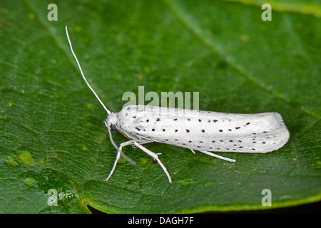 Vogel-Kirsche Hermelin (Yponomeuta Evonymella, Yponomeuta Padi) auf einem Blatt, Deutschland Stockfoto