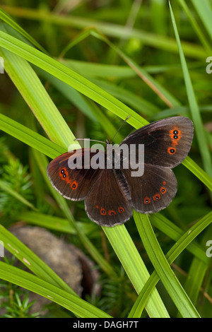 Scotch Argus, Scotch-Argus (Erebia Aethiops), am Grashalm, Österreich, Kärnten Stockfoto