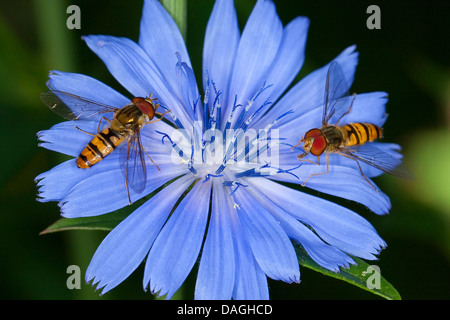 Marmelade Hoverfly (Episyrphus Balteatus), Besuch einer Zichorie Blume, Deutschland Stockfoto