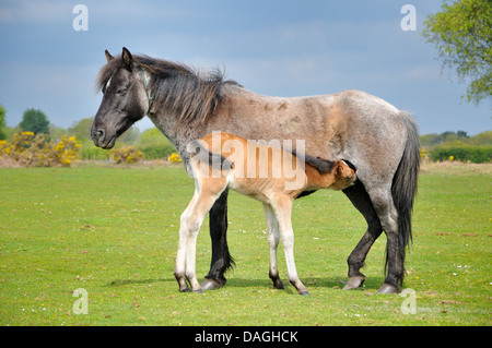 Stute und Fohlen Ponys im New Forest, Hampshire, England. Stockfoto