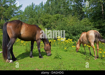 gemeinsamen Kreuzkraut, stinkenden Willie, Rainfarn Kreuzkraut, Rainfarn Kreuzkraut (Senecio Jacobaea), Pferde grasen auf einer Wiese mit giftigen Kreuzkraut, Senecio Jacobaea, Deutschland Stockfoto