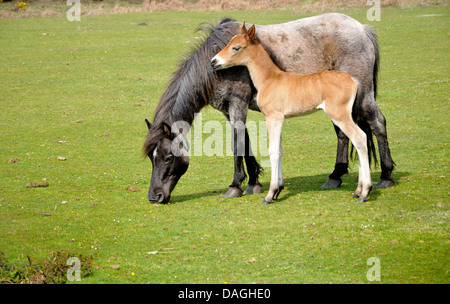 Stute und Fohlen im New Forest, Hampshire, England. Stockfoto