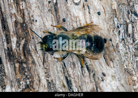 rote Mauerbiene (Osmia Rufa, Osmia Bicornis), Weiblich, Deutschland Stockfoto