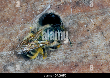 rote Mauerbiene (Osmia Rufa, Osmia Bicornis) in das Loch eine Verschachtelung-Hilfe für Wildbienen, Deutschland Stockfoto