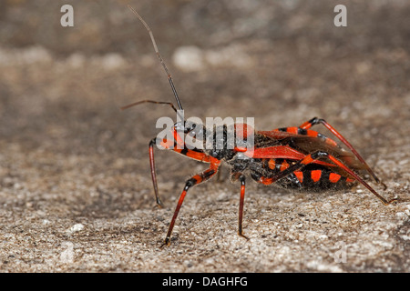 Assassin-Bug (Rhynocoris Iracundus), auf einem Stein, Deutschland Stockfoto