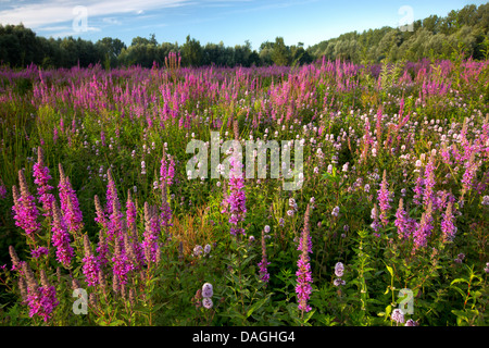 Blutweiderich, versetzt Blutweiderich (Lythrum Salicaria), Sumpf-Wiese mit Blutweiderich und wilde Minze, Meilegem, Scheldevallei, Oost-Vlaanderen, Belgien Stockfoto