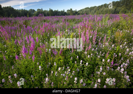 Blutweiderich, versetzt Blutweiderich (Lythrum Salicaria), Sumpf-Wiese mit Blutweiderich und wilde Minze, Meilegem, Scheldevallei, Oost-Vlaanderen, Belgien Stockfoto