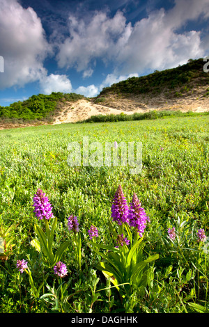 Anfang-Knabenkraut (Dactylorhiza Wurzelsud), blühen in den Dünen, Niederlande, Friesland, Oostduinkerke Stockfoto