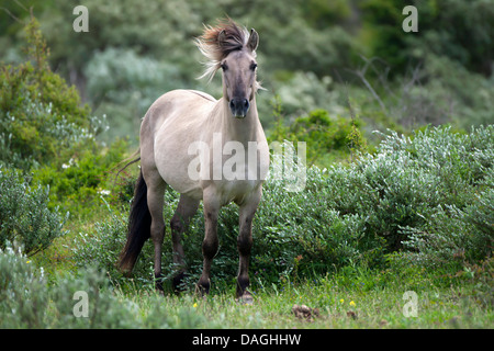 Konik-Pferd (Equus Przewalskii F. Caballus), stehend zwischen Sträucher mit wehender Mähne, Niederlande Stockfoto