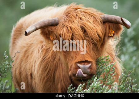 Schottische Hochlandrinder (Bos Primigenius F. Taurus), Fütterung aus einem Busch, Belgien, Gelderse Poort Stockfoto