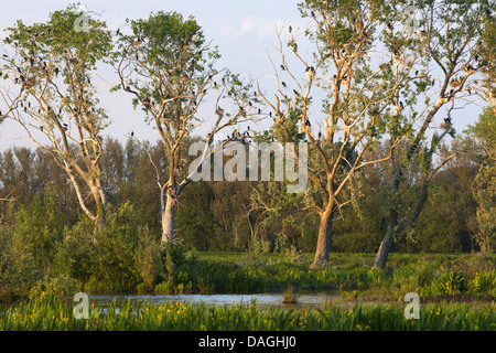 Kormoran (Phalacrocorax Carbo), Weide Bäume mit Kolonie von Kormoranen, Belgien, Bourgoyen-Ossemeersen Stockfoto