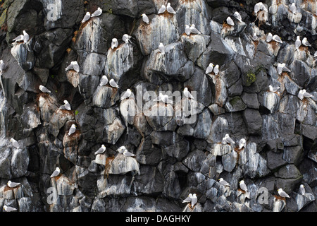 Schwarz-legged Kittiwake (Rissa Tridactyla, Larus Tridactyla), Zucht Paare sitzen an ihren Nestern auf einem Vogelfelsen, Norwegen, Varangerfjord Stockfoto