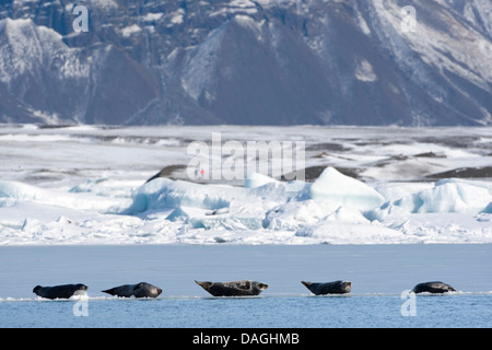 Harbor Seal, Seehunde (Phoca Vitulina), Gruppe, in einer Reihe auf Eis liegen und ruhen, Island Stockfoto