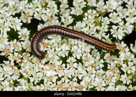 Gestreifte Tausendfüßer, Striped-Tausendfüßler (Ommatoiulus Sabulosus), auf weißen Blüten, Deutschland Stockfoto