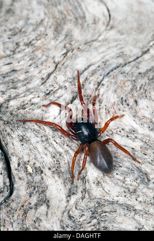 Assel Jäger (Dysdera Ninnii), auf einem Stein, Österreich, Kaerten Stockfoto