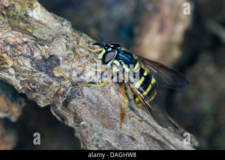 SpaeteWespenSchwebfliege (Chrysotoxum Arcuatum, Chrysotoxum Fasciatum