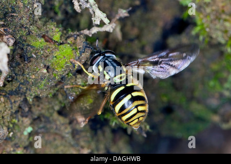 Spaete-Wespen-Schwebfliege (Chrysotoxum Arcuatum, Chrysotoxum Fasciatum) imitiert das Aussehen der Wespen für Schutz vor Feinden, Deutschland Stockfoto