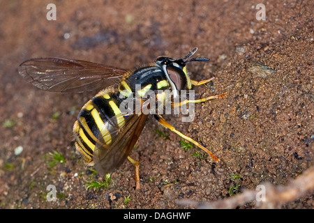SpaeteWespenSchwebfliege (Chrysotoxum Arcuatum, Chrysotoxum Fasciatum