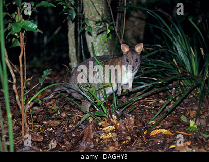 Red-necked Pademelon (Thylogale Thetis), im Regenwald, Australien Stockfoto