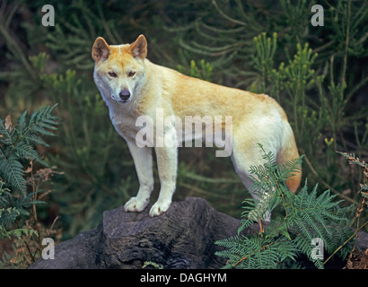 Dingo (Canis Lupus Dingo), stehend auf einem Treesnag, Australien Stockfoto