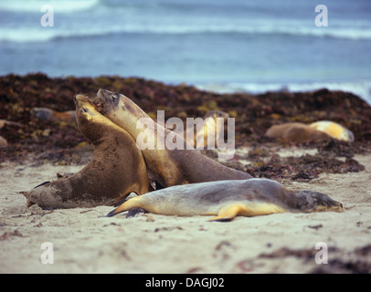 Australische Seelöwe (Neophoca Cinerea), am Strand, Australien Stockfoto