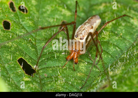 Lange-jawed Spinne, lange jawed Orb Weavers (Tetragnatha Montana), Portrait mit acht Augen und stark ausgebildet, Deutschland Stockfoto