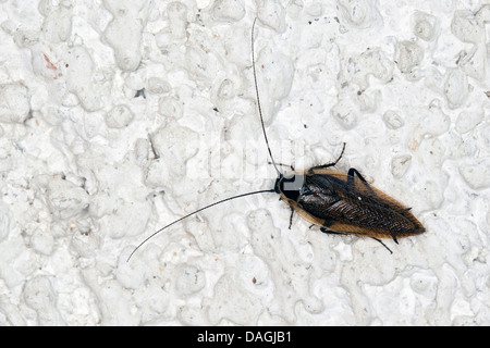 Poda die Schabe (Ectobius Sylvestris, Ectobius Silvestris), Männlich, Deutschland Stockfoto