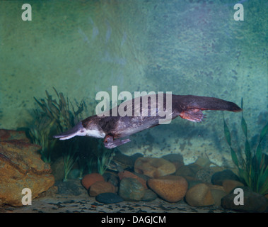 Schnabeltier, Ente – abgerechnet Platypus (Ornithorhynchus Anatinus), unter Wasser, Australien Stockfoto