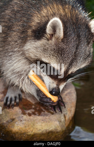 gemeinsamen Waschbär (Procyon Lotor), sanfte junge Tier sitzt auf einem Stein und Fütterung ein Ladyfinger, Deutschland Stockfoto