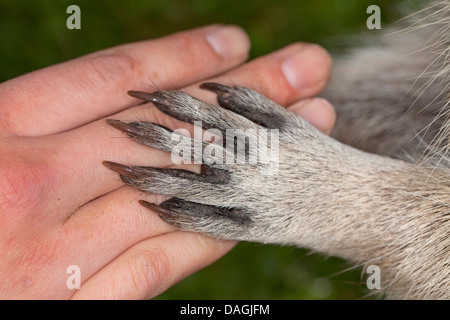 gemeinsamen Waschbär (Procyon Lotor), Pfote eines sanften jungen Tieres liegen auf der Hand eines Mädchens, Deutschland Stockfoto