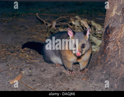 Pinsel-tailed Possum, Brushtail Possom (Trichosurus Vulpecula), sitzen auf dem Boden in der Nacht, Australien Stockfoto