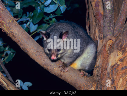 Pinsel-tailed Possum, Brushtail Possom (Trichosurus Vulpecula), sitzt auf einem Baum in der Nacht, Australien Stockfoto