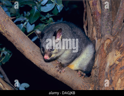 Pinsel-tailed Possum, Brushtail Possom (Trichosurus Vulpecula), sitzt auf einem Baum in der Nacht, Australien Stockfoto