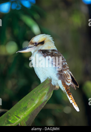 Kookaburra, laughing Kookaburra (Dacelo Gigas), sitzt auf einem Baum, Australien Stockfoto