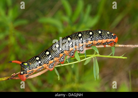 Wolfsmilch Hawkmoth (stark Euphorbiae, Celerio Euphorbiae), Raupe, die Fütterung auf eine Wolfsmilch Stockfoto