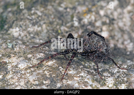 Gefleckte Wolfspinne (Pardosa vgl. Amentata), Weibchen mit Jungtieren auf der Rückseite, Deutschland Stockfoto