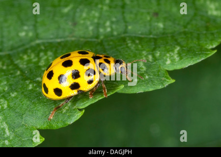 Twentytwo-Spot Ladybird Käfer (Thea Vigintiduopunctata, Psyllobora Vigintiduopunctata, Thea 22-Trommler), sitzt auf einem Blatt, Deutschland Stockfoto