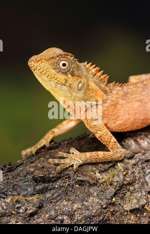 Green Pricklenape (Acanthosaura Capra), Porträt eines Jugendlichen Stockfoto