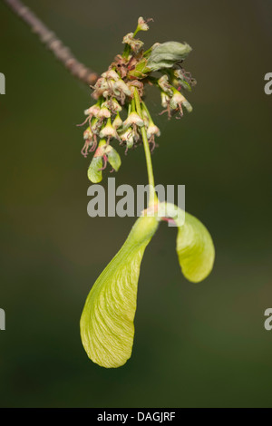 Silber-Ahorn, Ahorn, Vogels Auge Ahorn (Acer Saccharinum), Obst auf einem Ast Stockfoto