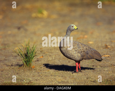 Cereopsis Gans, Cape Barren Gans (Cereopsis Novaehollandiae), auf einer Wiese, Australien Stockfoto