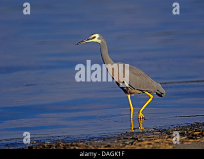 White-faced Silberreiher (Egretta Novaehollandiae) auf das Futter an der Küste, Australien Stockfoto